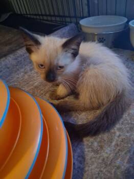 Hedson -  Domestic Short Hair Cat for Adoption in Hudson, New Hampshire - Hedson | PetCurious