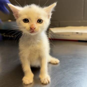 Coco -  Domestic Short Hair Cat for Adoption in Tuscaloosa, Alabama - Coco | PetCurious