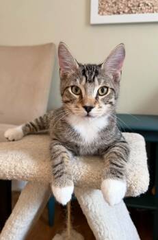 Sugar Cookie & Snickerdoodle -  Domestic Short Hair Cat for Adoption in Brantford, Ontario - Sugar Cookie & Snickerdoodle | PetCurious