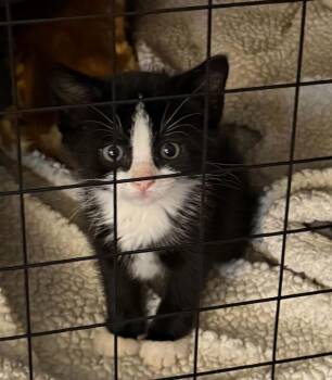 Eloise -  Domestic Short Hair Cat for Adoption in Minneapolis, Minnesota - Eloise | PetCurious