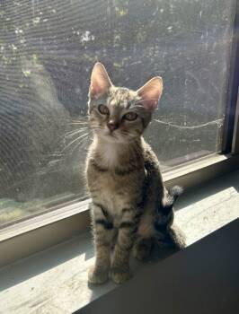 Rescue Domestic Short Hair Cats for Adoption in Greenville, South Carolina - Pepper AM | PetCurious