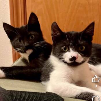 Fig -  Domestic Short Hair Cat for Adoption in Cathlamet, Washington - Fig | PetCurious