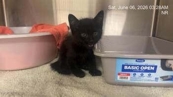 DOOLITTLE -  Domestic Short Hair Cat for Adoption in Ocala, Florida - DOOLITTLE | PetCurious