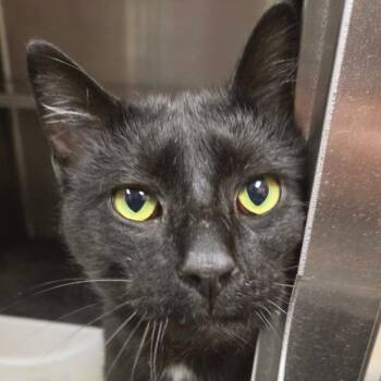 Alakazam -  Domestic Short Hair Cat for Adoption in Plover, Wisconsin - Alakazam | PetCurious