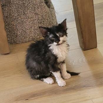 Valkyrie -  Domestic Medium Hair and Lykoi Cat for Adoption in Wyandotte, Michigan - Valkyrie | PetCurious