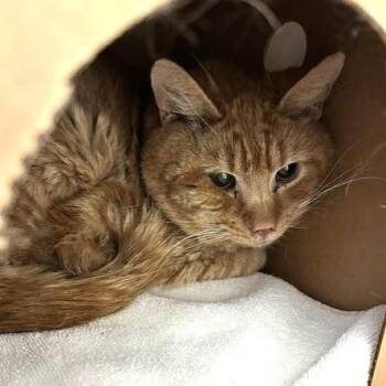 Domestic Long Hair Cats Available for Adoption - Darryl | PetCurious