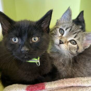 Domestic Short Hair Cats Available for Adoption in Pontiac, Michigan - Cot And Couch | PetCurious