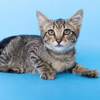 Purrfect -  Domestic Short Hair Cat for Adoption in Franklin, Tennessee - Purrfect | PetCurious
