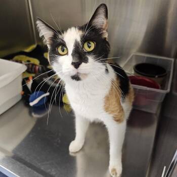 Missy -  Domestic Short Hair Cat for Adoption in Monroe, Michigan - Missy | PetCurious