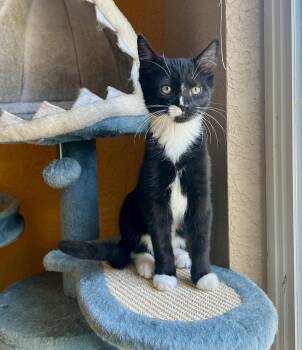 Rembrandt (Remmy) -  Domestic Short Hair Cat for Adoption in Pasco, Washington - Rembrandt (Remmy) | PetCurious