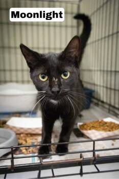 Rescue Domestic Short Hair Cats for Adoption in Greenville, Delaware - Moonlight (FCID# 09/08/2025 - 4 Trainer) | PetCurious