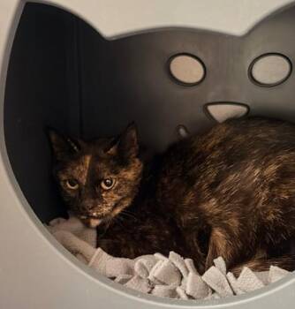 Domestic Short Hair Cats Available for Adoption in Leesburg, Virginia - HORCHATA | PetCurious