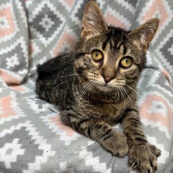 Potato -  Domestic Short Hair Cat for Adoption in Fairmont, Minnesota - Potato | PetCurious