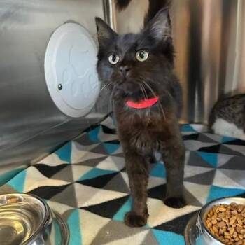 Hinata -  Domestic Short Hair Cat for Adoption in Knoxville, Tennessee - Hinata | PetCurious