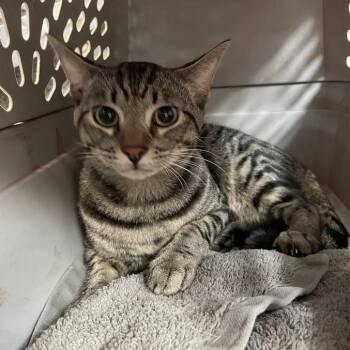 Orange -  Domestic Short Hair Cat for Adoption in Port Charlotte, Florida - Orange | PetCurious