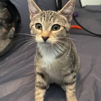 Rosemary -  Domestic Short Hair Cat for Adoption in Keizer, Oregon - Rosemary | PetCurious