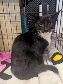 Jalapeno -  Domestic Short Hair Cat for Adoption in Arthur, Ontario - Jalapeno | PetCurious