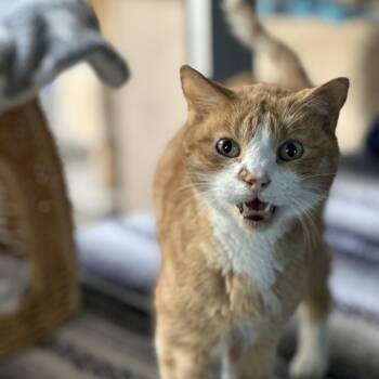 Domestic Short Hair Cats Available for Adoption - Sherbet | PetCurious