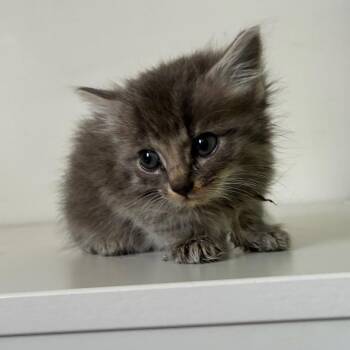 Domestic Long Hair Cats Available for Adoption - Peony In Manchester, MD | PetCurious