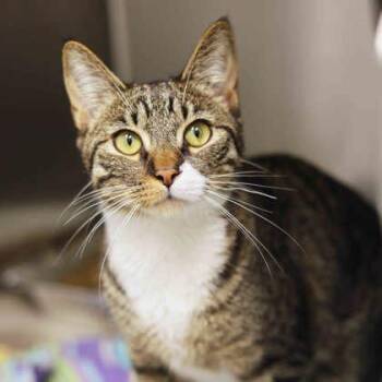 Domestic Short Hair Cats Available for Adoption in Atlanta, Georgia - Jello | PetCurious