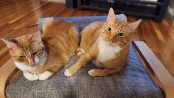 Sidney -  Domestic Short Hair Cat for Adoption in Derry, New Hampshire - Sidney | PetCurious