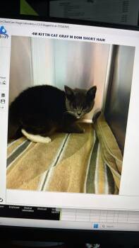 Domestic Short Hair Cats Available for Adoption in Holbrook, New York - MILO | PetCurious