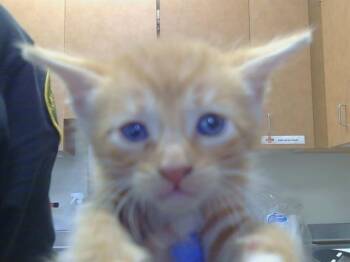 A926546 -  Domestic Short Hair Cat for Adoption in Sacramento, California - A926546 | PetCurious
