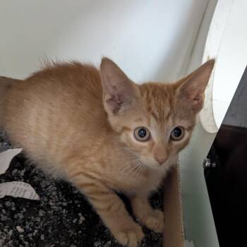 Cody -  Domestic Short Hair Cat for Adoption in Jeffersonville, Indiana - Cody | PetCurious