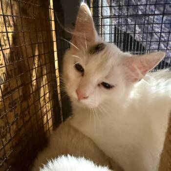 Scout (The Forgotten) -  Domestic Long Hair Cat for Adoption in Lancaster, Ohio - Scout (The Forgotten) | PetCurious