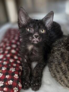 Yoplait -  Domestic Short Hair Cat for Adoption in Westland, Michigan - Yoplait | PetCurious