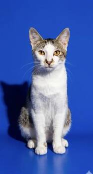 AQUARIUS -  Domestic Short Hair Cat for Adoption in Jacksonville, Florida - AQUARIUS | PetCurious