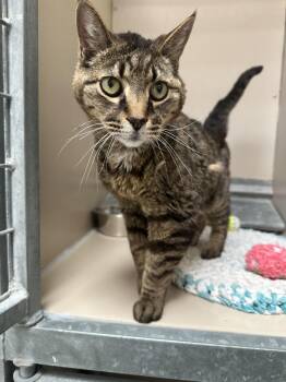 61514577 -  Tabby Cat for Adoption in Elko, Nevada - 61514577 | PetCurious