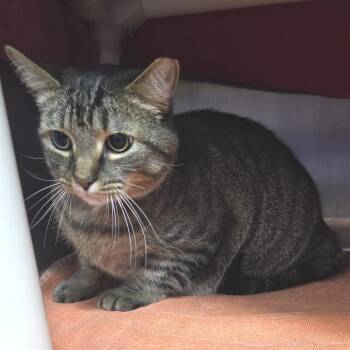 Tucker -  Domestic Short Hair Cat for Adoption in Fort Wayne, Indiana - Tucker | PetCurious