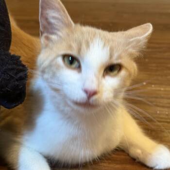 Rescue Domestic Short Hair Cats for Adoption in Plainfield, Illinois - Sunshine | PetCurious