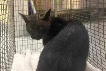 KING TAURI -  Domestic Short Hair Cat for Adoption in Tustin, California - KING TAURI | PetCurious