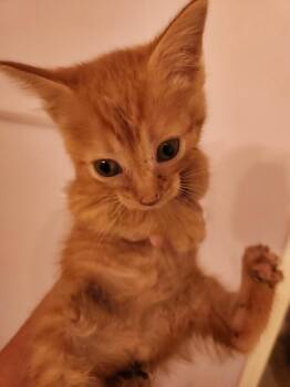Tails -  Domestic Short Hair Cat for Adoption in Chicago, Illinois - Tails | PetCurious