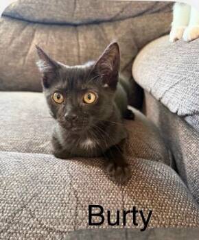 Baby Burty -  Bombay and Domestic Short Hair Cat for Adoption in Wyandotte, Michigan - Baby Burty | PetCurious