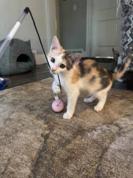 Bamboo Shoot -  Domestic Short Hair Cat for Adoption in Fort Lupton, Colorado - Bamboo Shoot | PetCurious