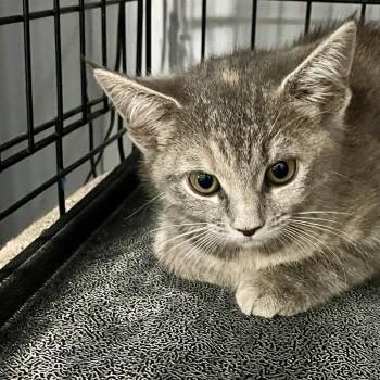 Jessie -  Domestic Short Hair Cat for Adoption in Fairmont, West Virginia - Jessie | PetCurious