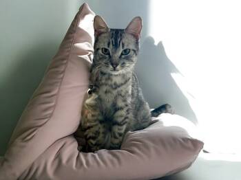 Rescue Tabby and Domestic Short Hair Cats for Adoption in Dallas, Texas - Taco Belle | PetCurious