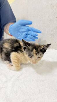 Pipeline -  Domestic Short Hair Cat for Adoption in Honolulu, Hawaii - Pipeline | PetCurious