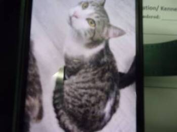 Rescue Domestic Short Hair Cats for Adoption in Princeton, West Virginia - Stripe | PetCurious