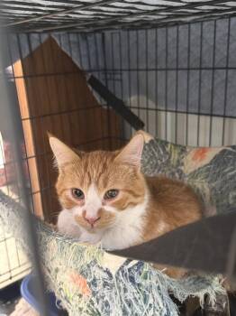 Domestic Short Hair Cats Available for Adoption - Frankie | PetCurious