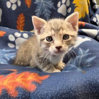 Domestic Short Hair Cats Available for Adoption in Eureka Springs, Arkansas - Mr. Meatball | PetCurious