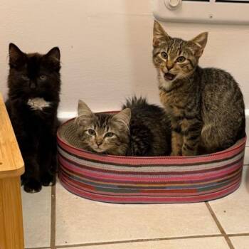 Coyote -  Domestic Short Hair Cat for Adoption in Asheville, North Carolina - Coyote | PetCurious