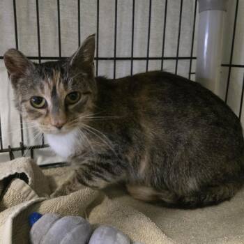 Rescue Domestic Short Hair Cats for Adoption in Reeseville, Wisconsin - Molly | PetCurious