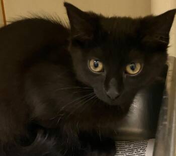 Phoebe -  Domestic Short Hair Cat for Adoption in Christiansburg, Virginia - Phoebe | PetCurious