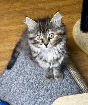 Moana -  Domestic Long Hair Cat for Adoption in Bethel Park, Pennsylvania - Moana | PetCurious