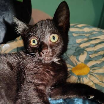 Moonshine -  Domestic Short Hair Cat for Adoption in Ashtabula, Ohio - Moonshine | PetCurious