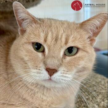 Rescue Domestic Short Hair Cats for Adoption in St. Louis, Missouri - Cappuccino | PetCurious